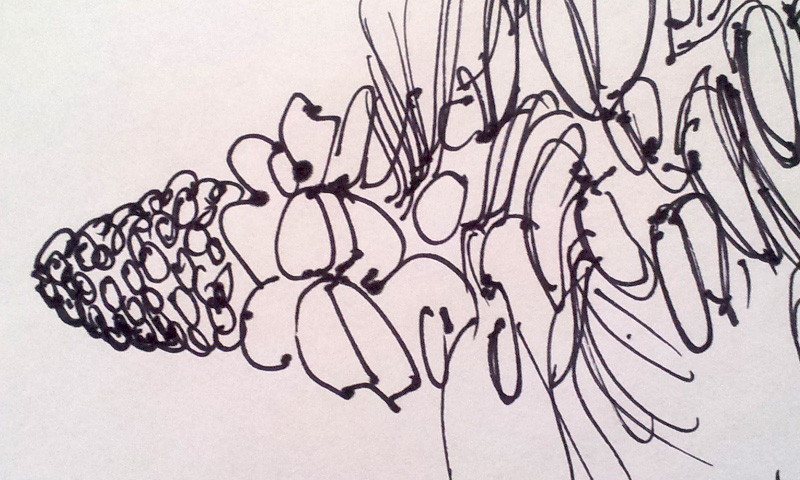 Banksia coloring #2, Download drawings