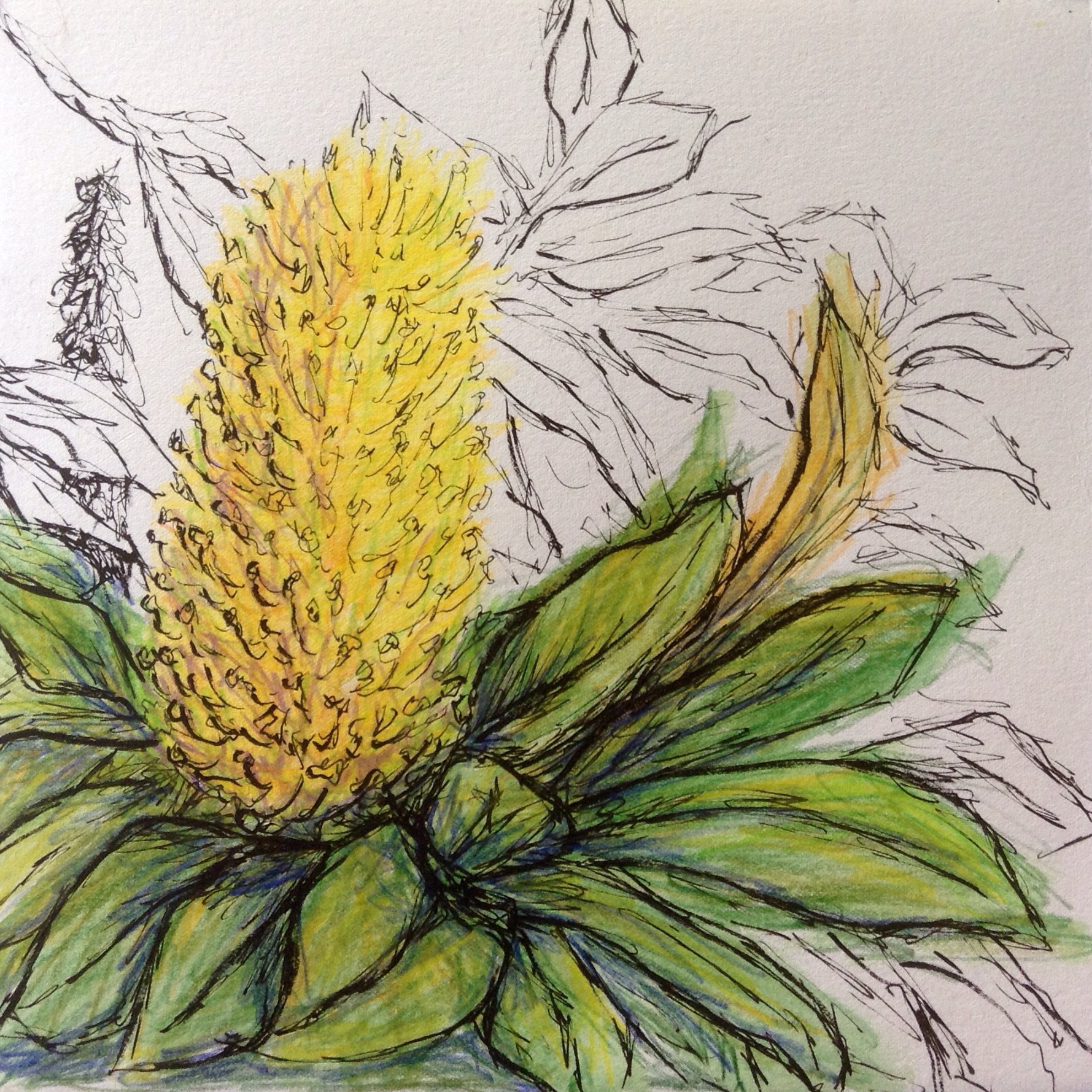 Banksia coloring #7, Download drawings