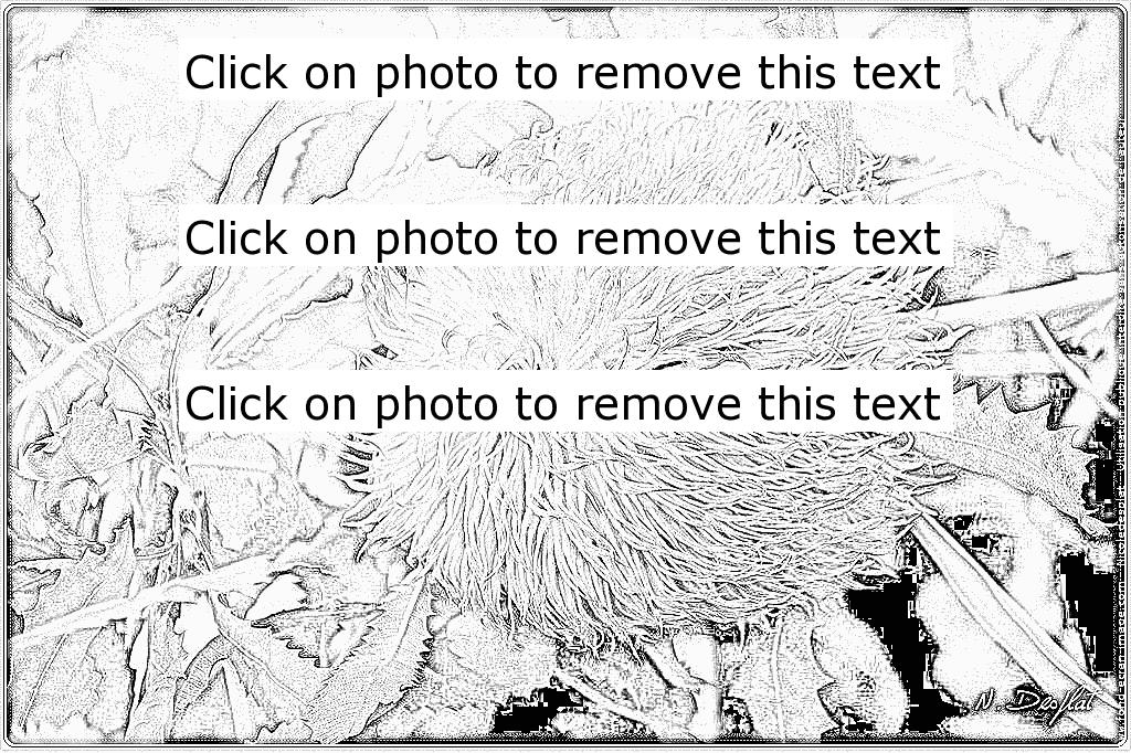 Banksia coloring #6, Download drawings