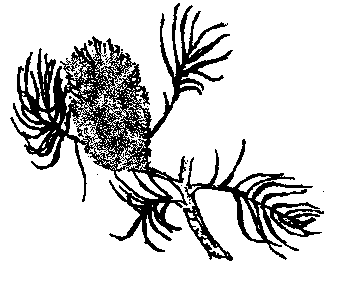 Banksia coloring #10, Download drawings