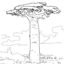 Baobab Tree coloring #15, Download drawings