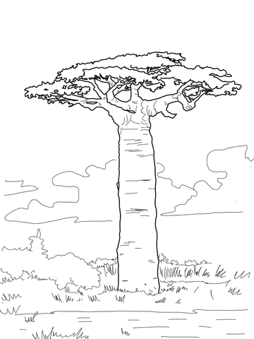 Baobab Tree coloring #16, Download drawings