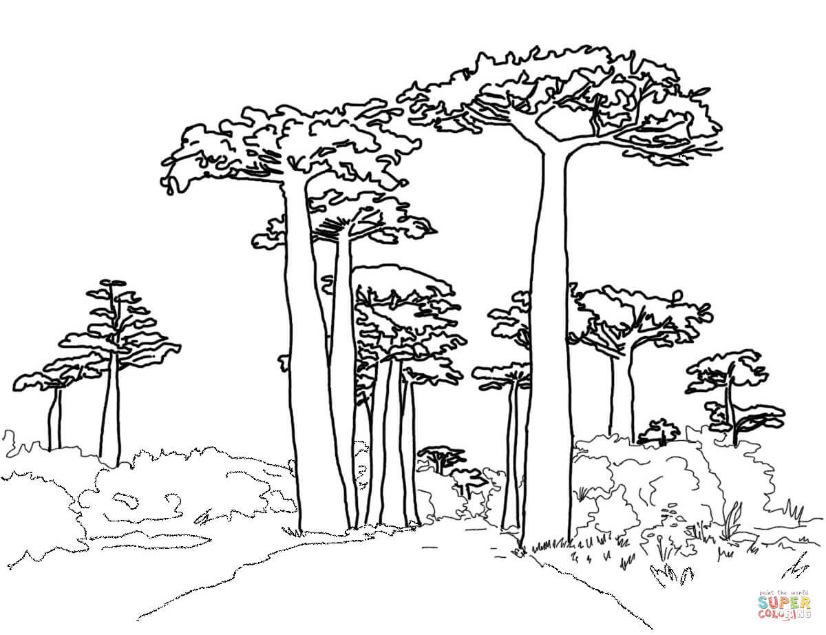 Baobab Tree coloring #14, Download drawings