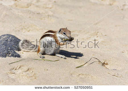 Barbary Ground Squirrel clipart #4, Download drawings