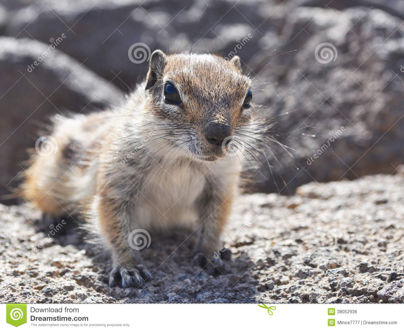 Barbary Ground Squirrel svg #18, Download drawings