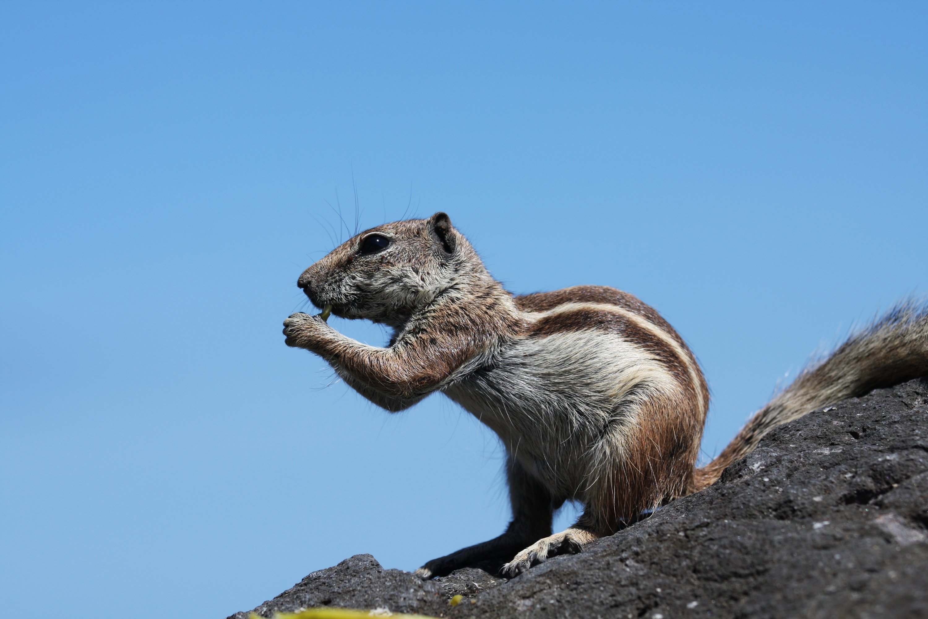 Barbary Ground Squirrel svg #16, Download drawings