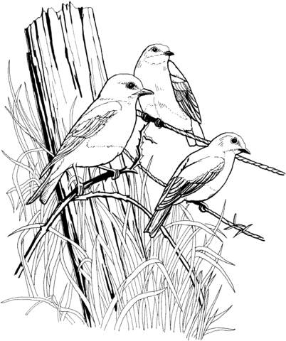 Eastern Bluebird coloring #3, Download drawings