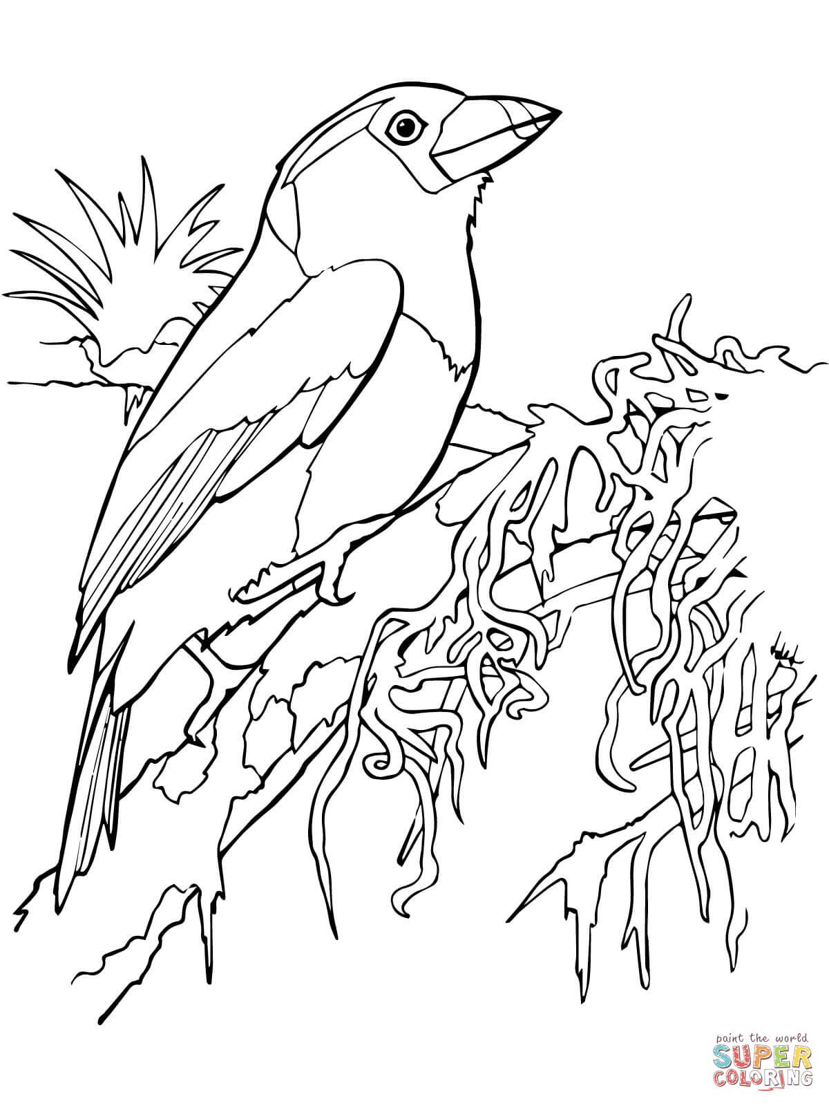 Toucan coloring #7, Download drawings