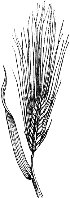 Barley clipart #4, Download drawings