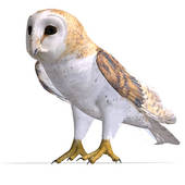 Barn Owl clipart #2, Download drawings