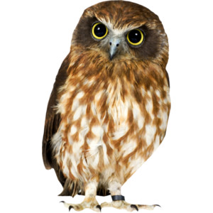 Brown Hawk Owl clipart #16, Download drawings
