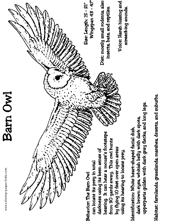Barn Owl coloring #18, Download drawings