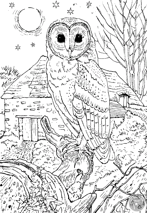 Barn Owl coloring #11, Download drawings