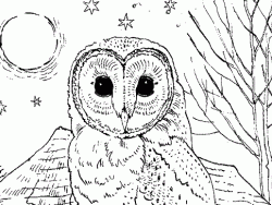 Barn Owl coloring #14, Download drawings