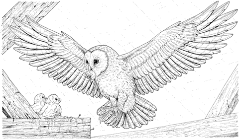Barn Owl coloring #16, Download drawings