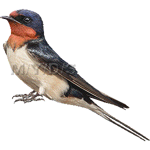 Barn Swallow clipart #9, Download drawings