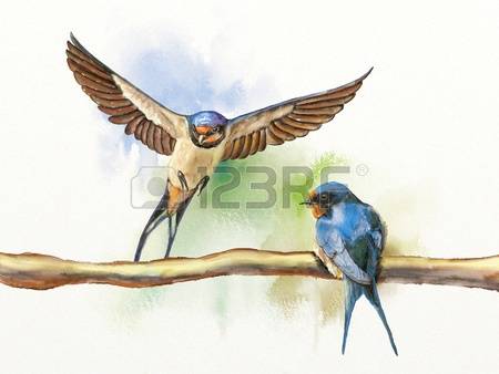 Barn Swallow clipart #2, Download drawings
