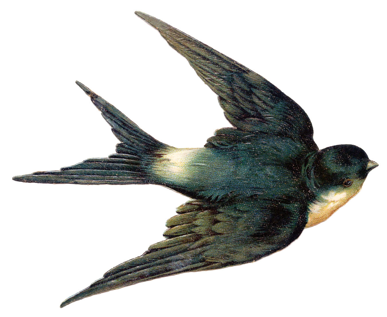Barn Swallow clipart #17, Download drawings