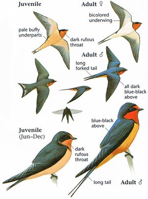 Barn Swallow coloring #13, Download drawings