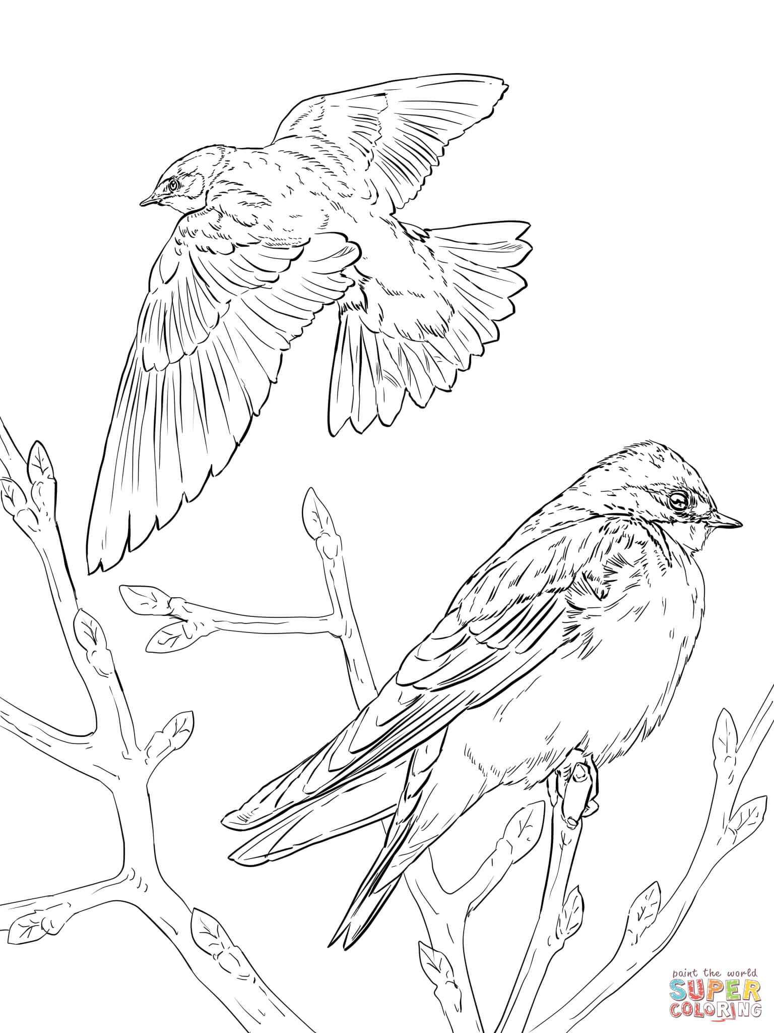Barn Swallow coloring #3, Download drawings