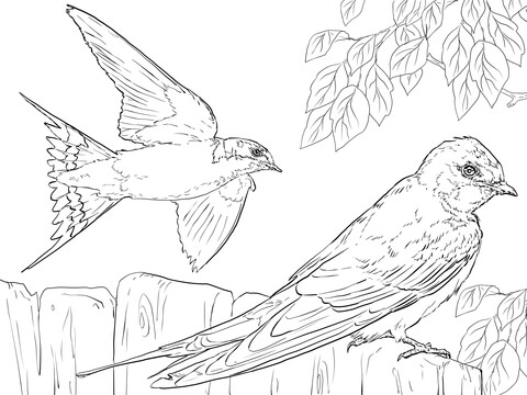 Barn Swallow coloring #1, Download drawings