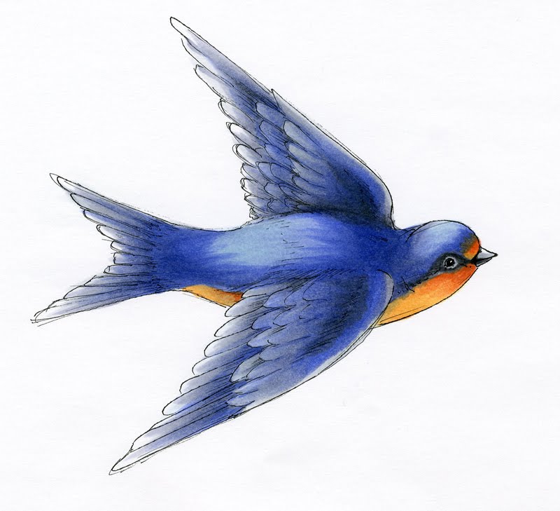 Barn Swallow coloring #10, Download drawings