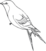 Barn Swallow coloring #5, Download drawings