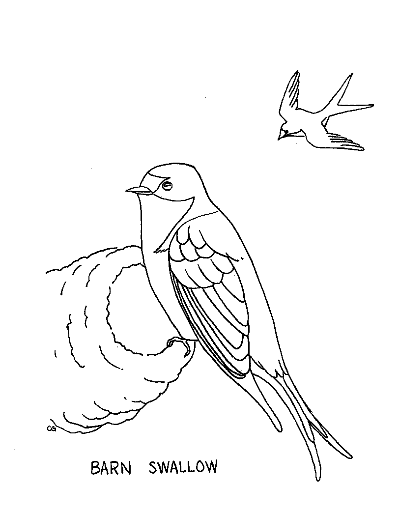 Swallow coloring #20, Download drawings