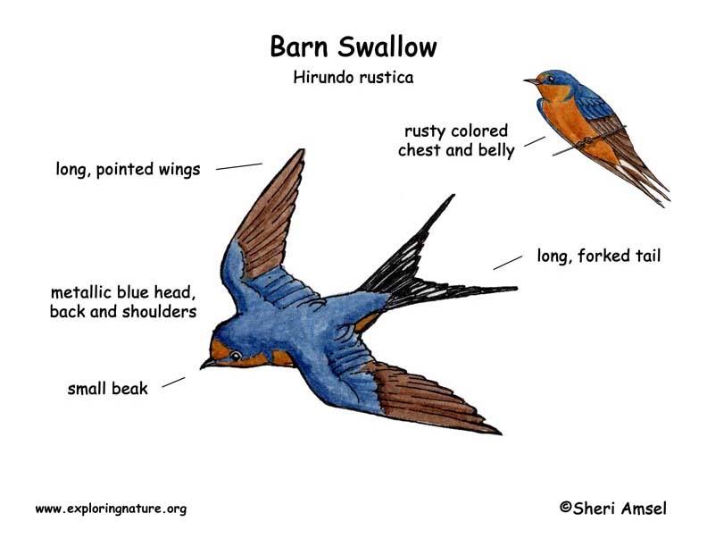 Barn Swallow coloring #19, Download drawings