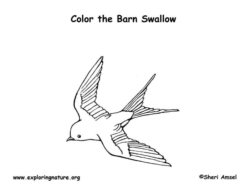 Barn Swallow coloring #20, Download drawings