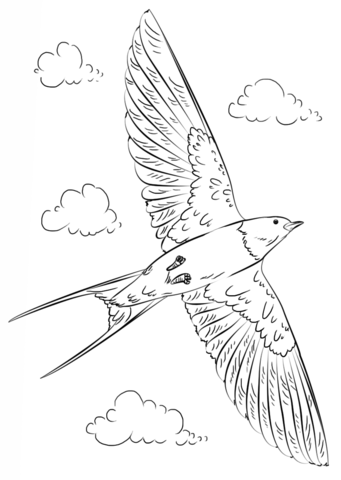 Barn Swallow coloring #12, Download drawings