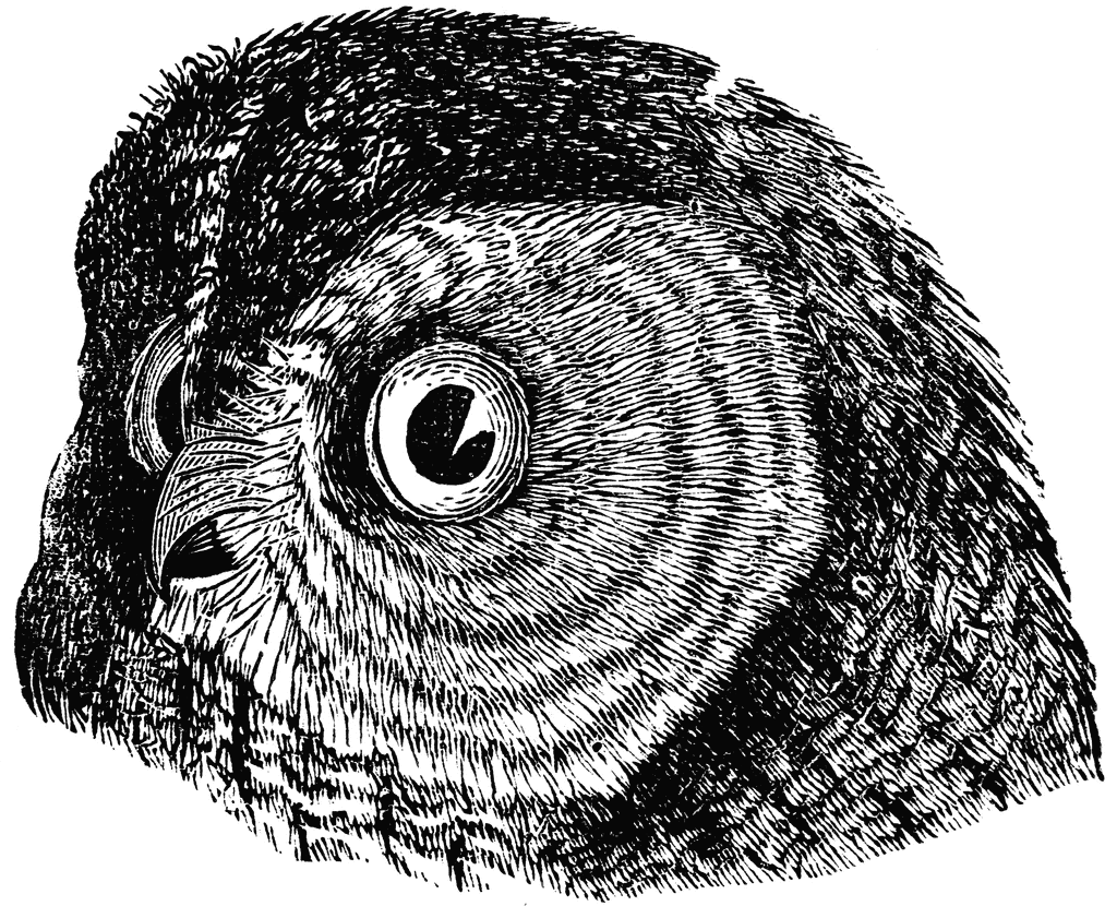 Barred Owl clipart #2, Download drawings