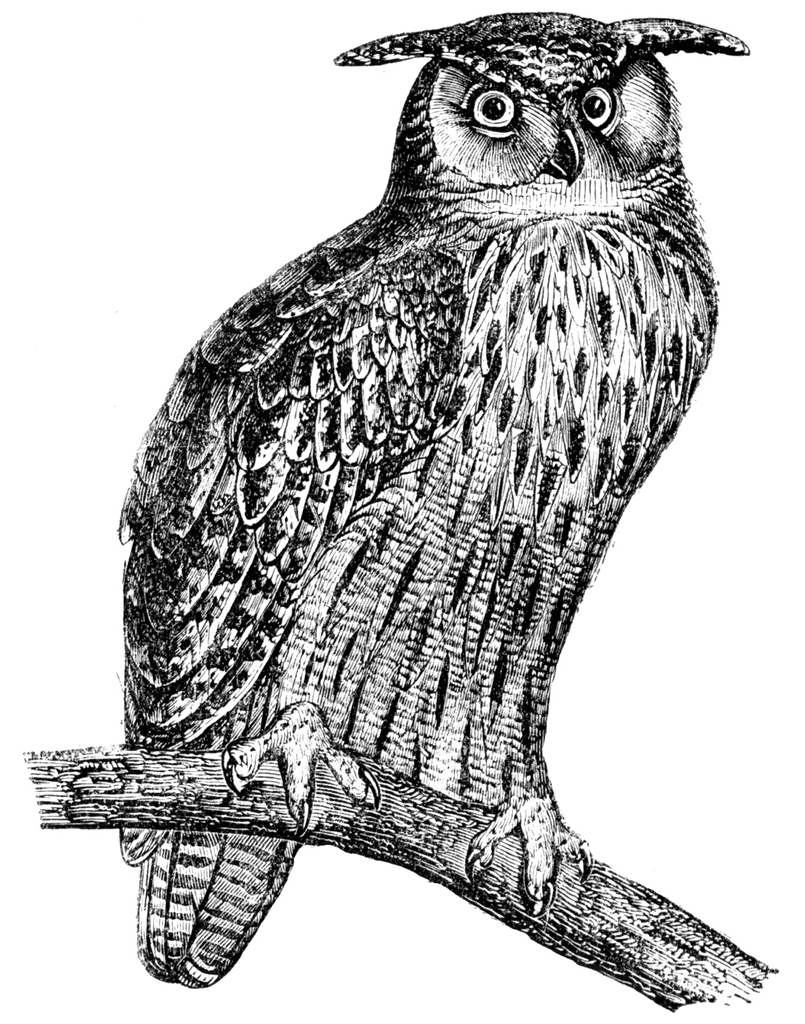 Horned Owl clipart #8, Download drawings