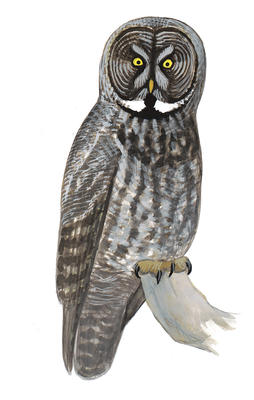 Barred Owl clipart #10, Download drawings