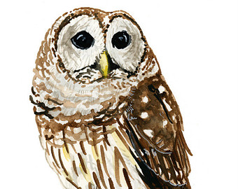 Barred Owl clipart #12, Download drawings
