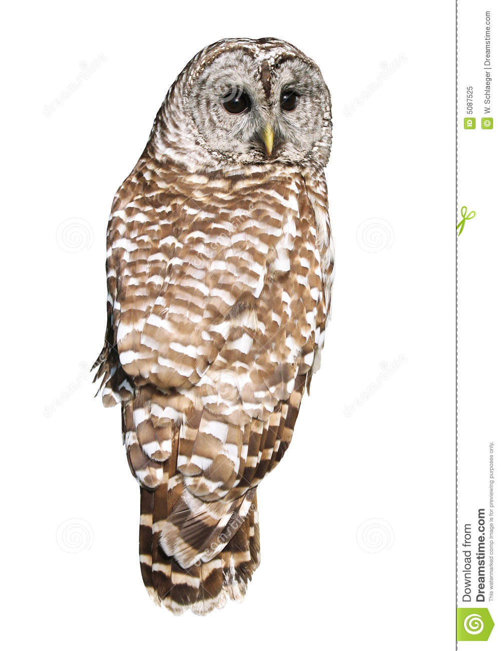 Barred Owl clipart #4, Download drawings