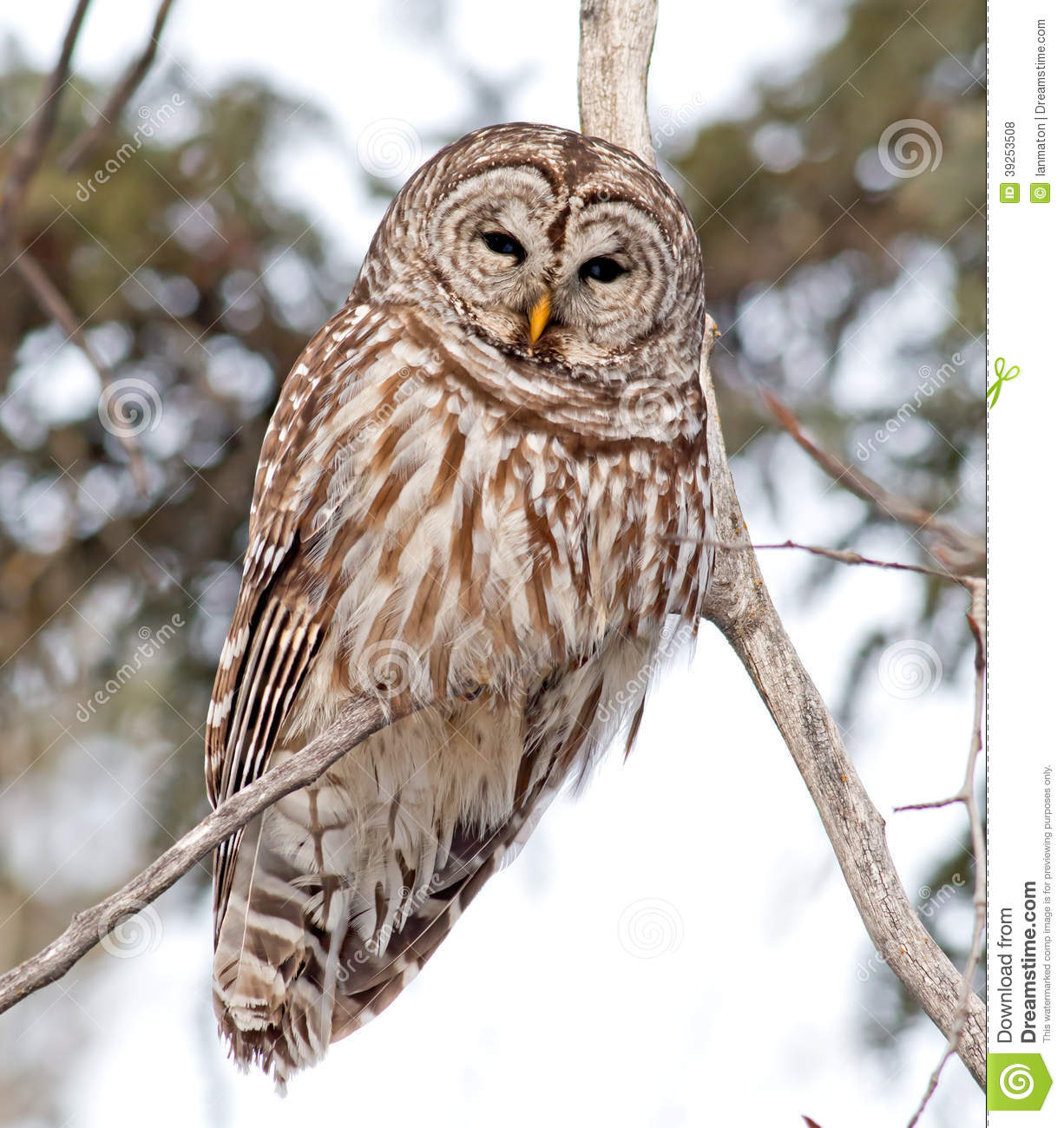 Barred Owl clipart #7, Download drawings