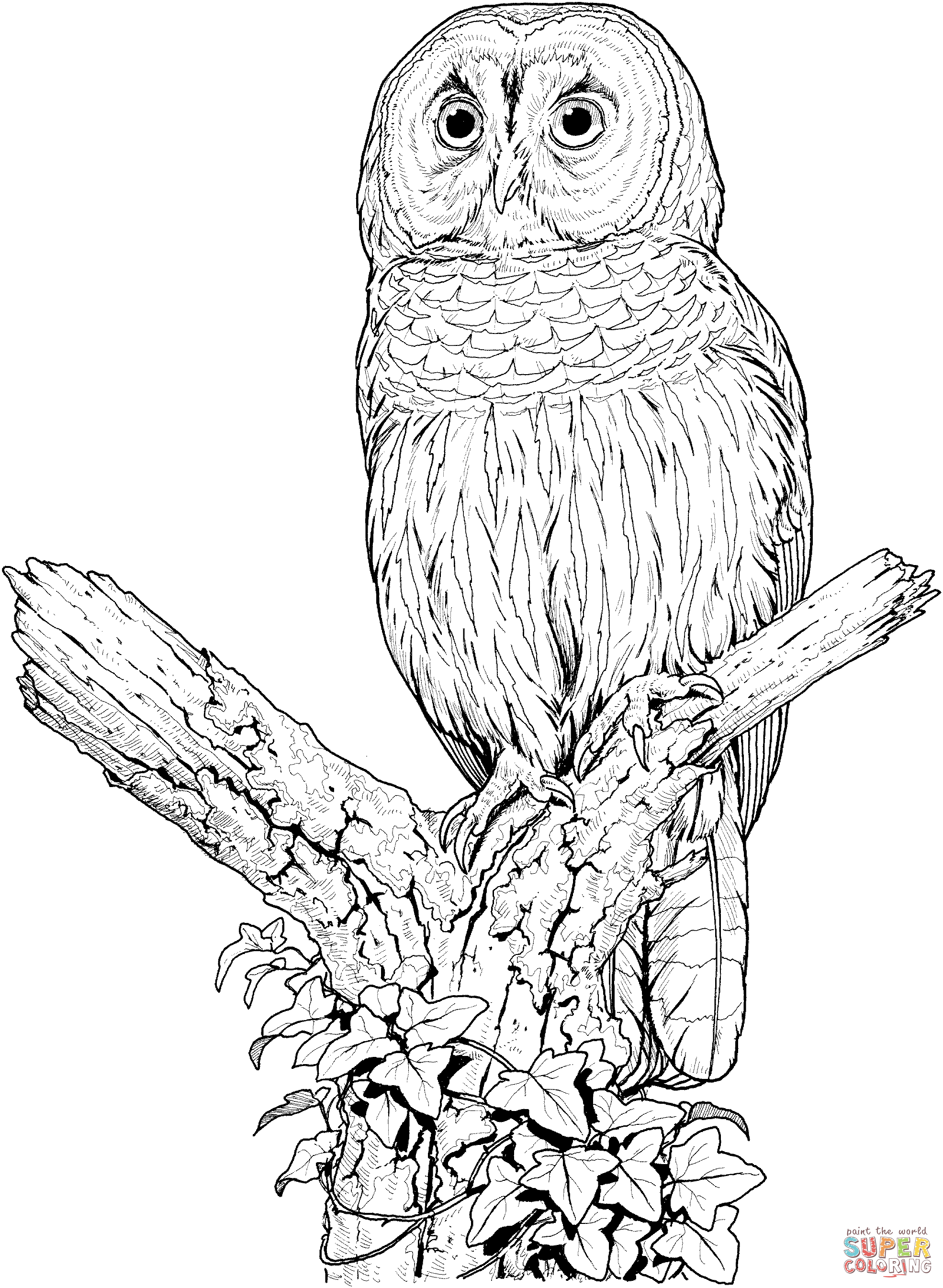 Barred Owl coloring #13, Download drawings