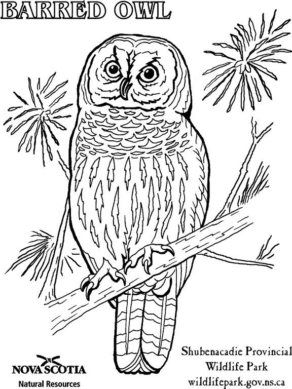 Barred Owl coloring #1, Download drawings