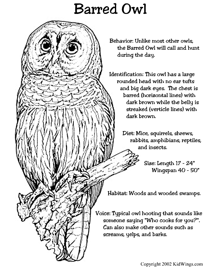 Barred Owl coloring #5, Download drawings