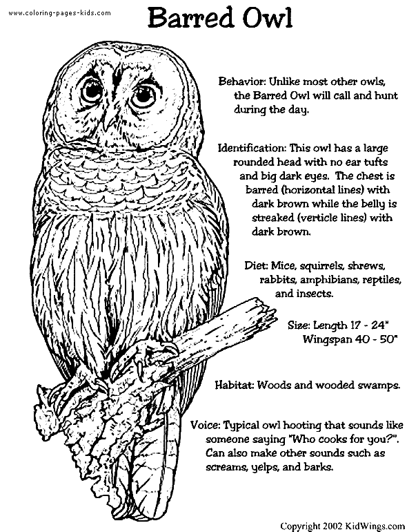 Barred Owl coloring #9, Download drawings