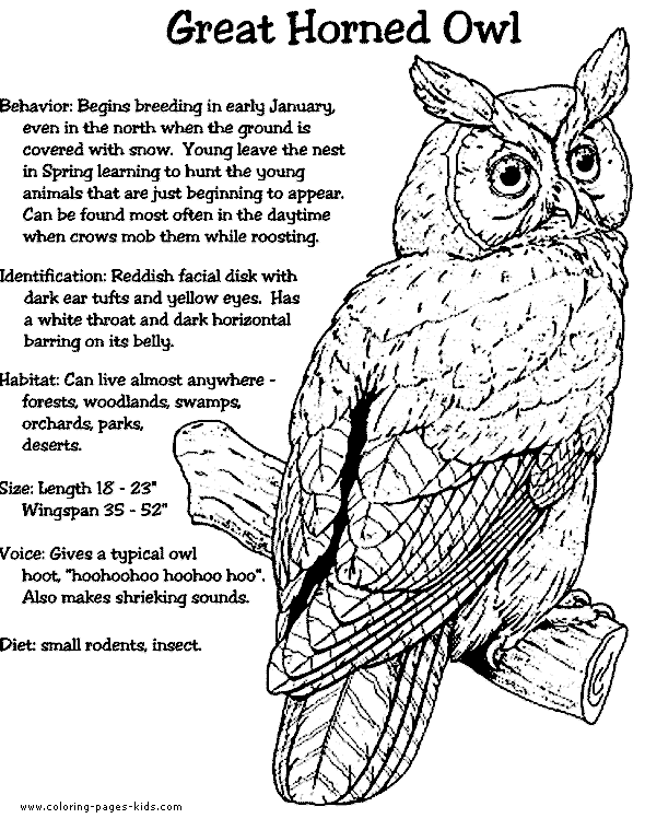 Horned Owl coloring #5, Download drawings