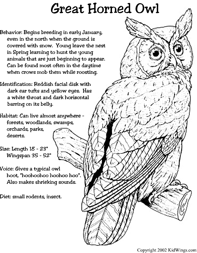 Horned Owl coloring #15, Download drawings