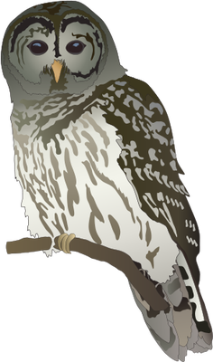 Barred Owl svg #20, Download drawings