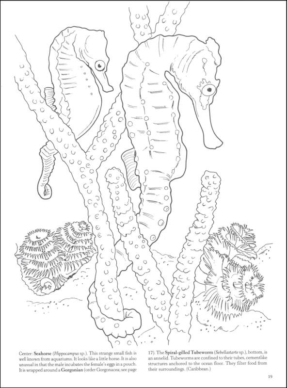 Barrier Reef coloring #7, Download drawings