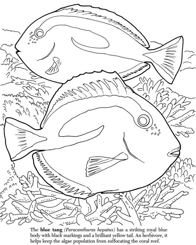 Barrier Reef coloring #15, Download drawings
