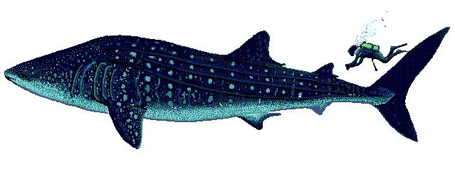 Whale Shark clipart #12, Download drawings