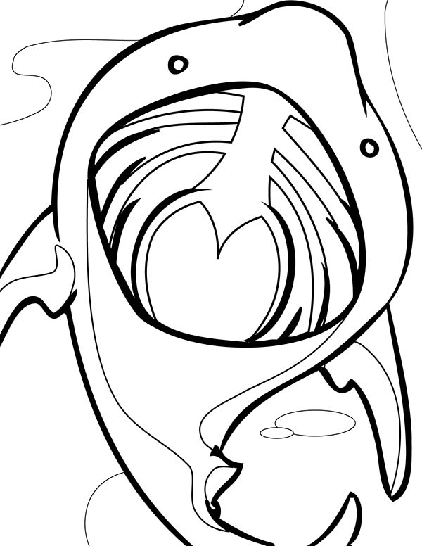 Basking Shark coloring #1, Download drawings