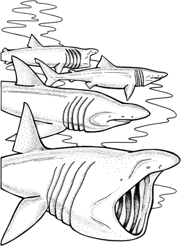Shark coloring #13, Download drawings
