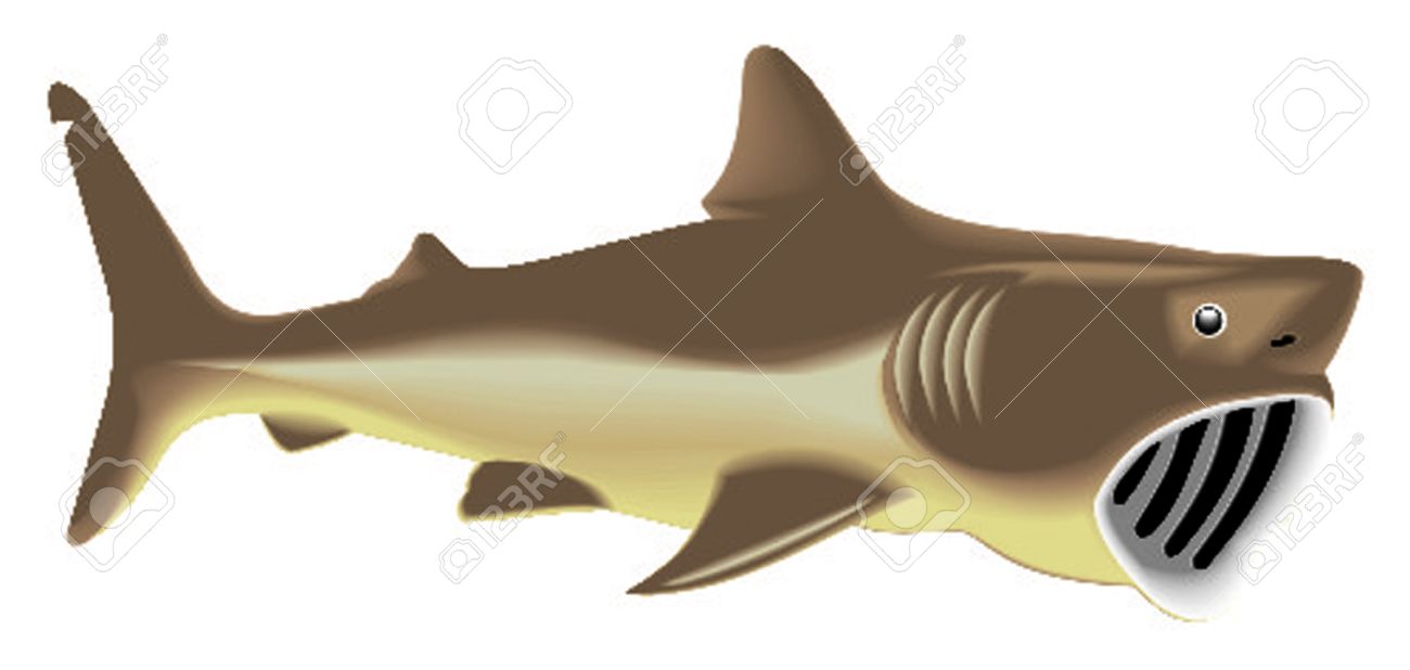Basking Shark clipart #18, Download drawings